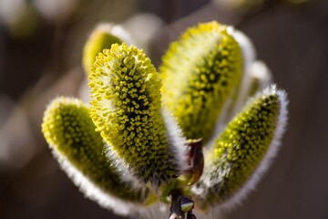 Vibrant yellow pussy willow catkins bloom, softly fuzzy and emerging in the bright spring sunlight © PhotoChur