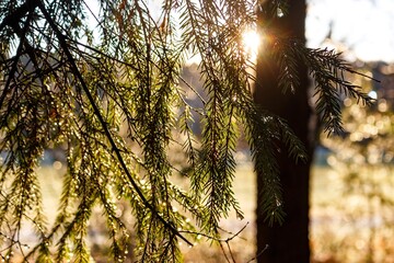 Sunlit evergreen needles with glistening droplets shine brightly against the dark tree trunk in the...