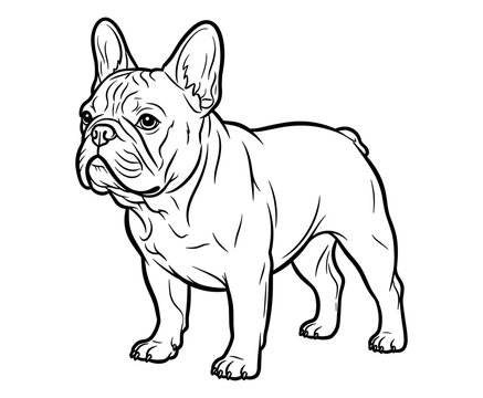 French Bulldog in Outline: An illustration of a French bulldog stands tall, its unique features rendered in a bold, clean outline against a clean backdrop, capturing the essence of the breed's charm.
