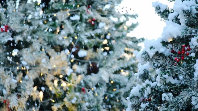 This beautiful festival video features snow-covered pine trees adorned with golden lights and tiny red berries, along with warm bokeh tones, creating a cozy holiday atmosphere. Perfect for Christmas c