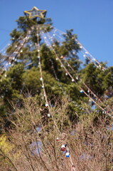 もみの木のイルミネーション