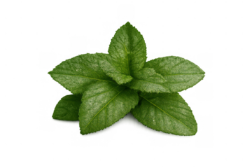 Fresh green mint leaves sprig with vibrant texture, creating a cooling and aromatic culinary herb ingredient, transparent background