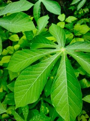 Fresh green cassava leaves with water drops for nature and agriculture concept
