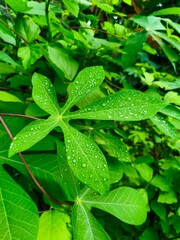 Fresh green cassava leaves with water drops for nature and agriculture concept