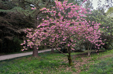 Beautiful pink cherry blossoms in spring. Sirius. Krasnodar Krai. Russia