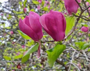 Large pink blooming flower of Magnolia soulangeana (Magnolia denudata)