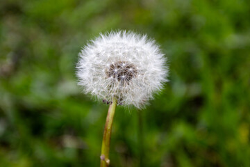 Explosion of colors in delicate petals