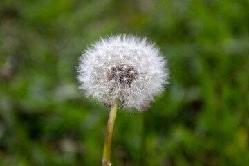 Fototapeta premium Up-close beauty: tropical flower in detail