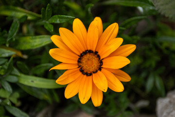 Vibrant Spring Flower Macro with Stunning Petals