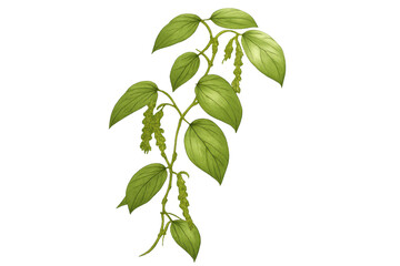 Fototapeta premium Black pepper plant growing with green leaves and ripening peppercorns, botanical herb illustration on transparent background