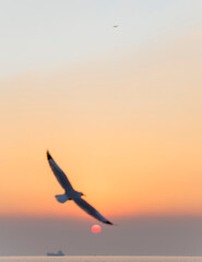 seagulls in the sunset