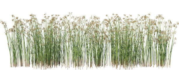 Tall wild grass isolated transparent background © Raihan