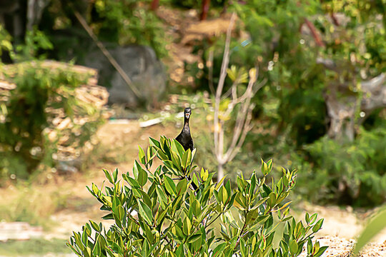 A wetland cormorant sitting on a tree