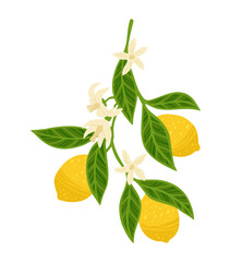 Lemon tree branch textured vector illustration. Citrus twig leafage lemon with leaves and flowers. Fresh juicy citrus abstract whole lemon art. Decorative fruits painting hand drawn design elements