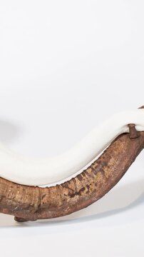 Albino Snake Slowly Slithering Along Curved Wooden Branch