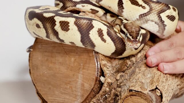 Hand Gently Touching Coiled Ball Python on Log