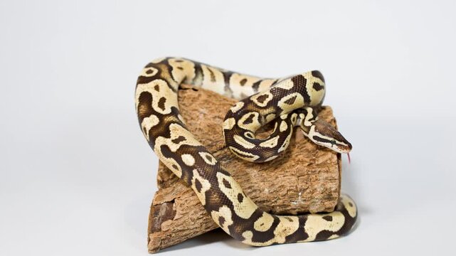Ball python slowly moving on wooden log in studio