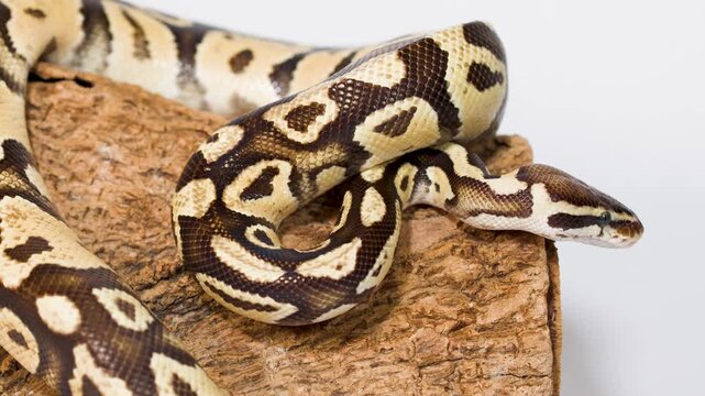 Ball python slowly exploring wooden perch in studio closeup