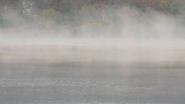As a new day dawns, flocks of birds emerge to forage, flying over the mist-shrouded lake, amidst the hazy trees.