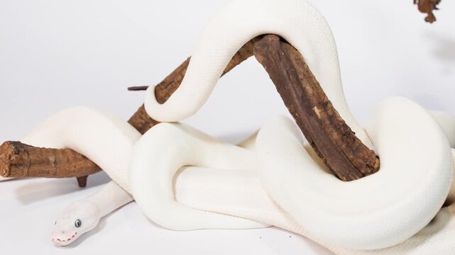 White Snake Slowly Coiling Around Wooden Branch Indoors