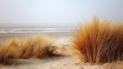 Beach Grass Dunes, Coastal Landscape, Sandy Shoreline - nature travel