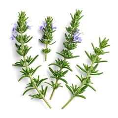 Overhead shot displays multiple sprigs of a green herb with tiny purple blossoms. They are on a stark white background with long shadows