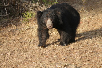 Sri Lankan Sloth Bear in Wilpattu National Park 