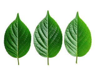 Three vividly green leaves, each divided down the middle, on black