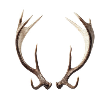 Two deer antlers against a white background.