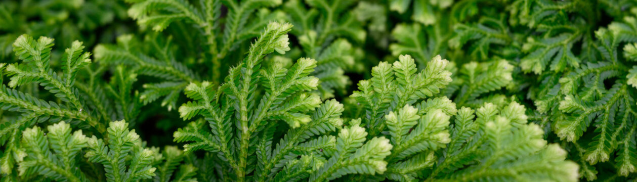 Closeup of feathery detail in green whorled leaves of Pin-Cushion Spike Moss, Selaginella Kraussiana, as a nature background
