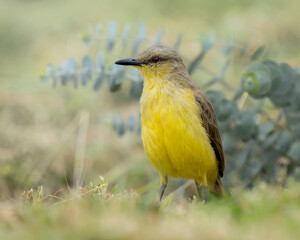 Cattle Tyrant (Machetornis rixosa) standing in grass, yellow-bellied songbird with soft green background
