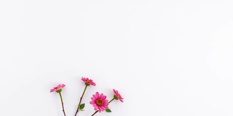 Clean, minimalist white paper texture background,  backdrop,  white