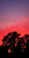 Silhouette trees against a vibrant sunset sky, offering natural beauty and tranquility,  peaceful,  growth