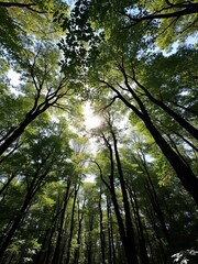 Forest canopy with sunlight filtering through leaves,  forest,  environment