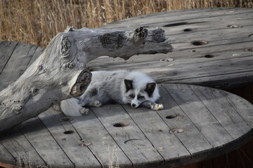 Resting artic fox