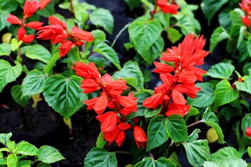 Scarlet sage flowers (Salvia splendens) in a garden