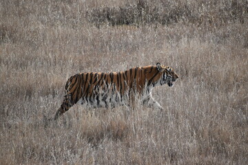 Tiger in dry field 