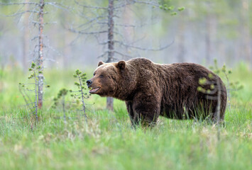 Wild brown bear ( Ursus arctos )