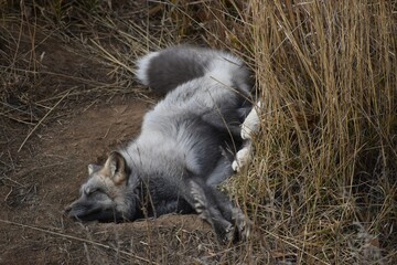 Sleeping silver fox 