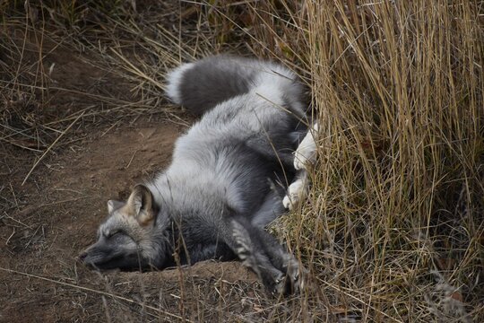 Sleeping silver fox 