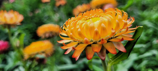 Straw flower or everlasting daisy