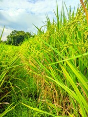 Fototapeta premium Close-up of green paddy rice field with ripe golden ears under a cloudy blue sky. Agricultural landscape of rice plantation in the countryside.