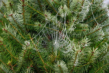 Spider web silk covered in white fog droplets on a evergreen fir tree, beautiful patterns in nature
