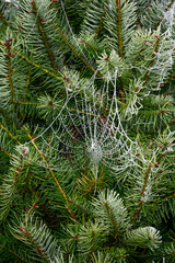 Spider web silk covered in white fog droplets on a evergreen fir tree, beautiful patterns in nature
