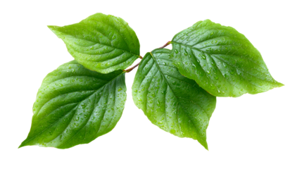 Closeup of fresh green leaves with dew drops, perfect for illustrating nature, health, and organic product themes in advertising and design projects.