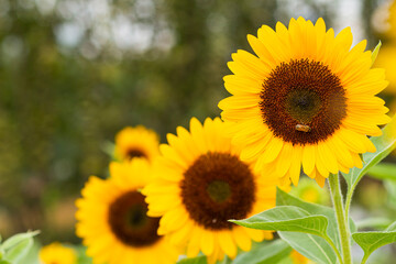 Row of bright yellow sunflowers blooming in a field with a bee collecting pollen and a soft bokeh background
