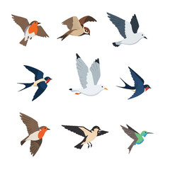 Obraz premium Collection of Various Birds in Flight.