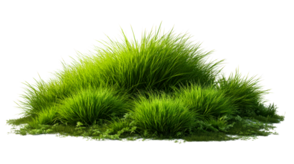 Lush green grass clump with surrounding foliage, perfect for natural landscaping projects and environmental themes, showcasing vibrant vegetation.