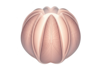 Abstract organic sphere with veined texture isolated on transparent background for design elements