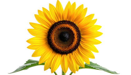 Close-up of a vibrant sunflower, with a dark center and bright yellow petals, against a black background